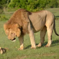 گاز صفحه ای۵شعله دست دوم