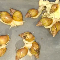 حلزون آچاتینا سفید|خزنده|لنجان, |دیوار