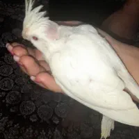 قبول واگذاری پرندگان شما