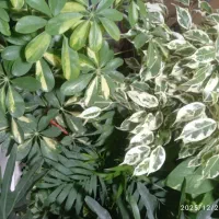 گل دیفن|گل و گیاه طبیعی|نیشابور, دربقاضی|دیوار