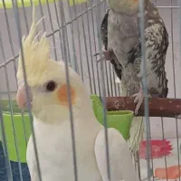 عروس هلندی جوجه مناسب آموزش|پرنده|اصفهان, پوریای ولی|دیوار