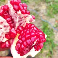 نهال انار بی دانه ماریا ، ضیا . انار فوق نرم هسته|خدمات باغبانی و درختکاری|بهشهر, |دیوار