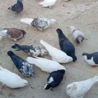 فروشمرغوخروسمحلیوکبوتر|حیوانات مزرعه|سمنان, |دیوار