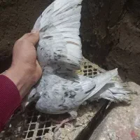 یک جفت خال سرکی نر|پرنده|لالجین, |دیوار