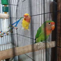 کوتوله بریزیلی|پرنده|مشهد, کشف|دیوار