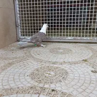 کلاغ کربلایی پرشی سفید آلمانی|پرنده|قوچان, |دیوار