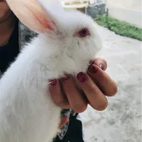 خرگوش