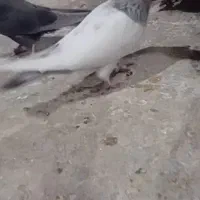 تعدادی کفتر قاطی|پرنده|شیراز, نیستان|دیوار