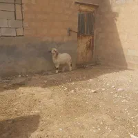 بره نر چرایی