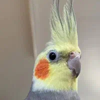 پرنده عروس هلندی