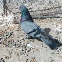 سبز اصیل قدیم نصل خان|پرنده|ریگان, |دیوار