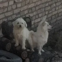 واگذاری سگ پاکوتاه اشپیتز و تریر