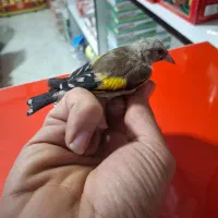 جوجه سهره درشت