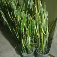 گل سانسوریا  و زانفولیا|گل و گیاه طبیعی|سپیدان, |دیوار