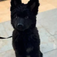 سگ ژرمن بلک