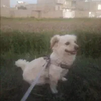 سگ ماده، نژاد اشپیتز پامر