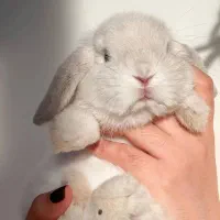 خرگوش لوپ امریکن