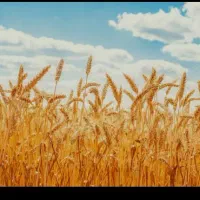 فروش  ۳۵۰  کیلو  گندم پیشگام  درجه یک  بوجاری شده