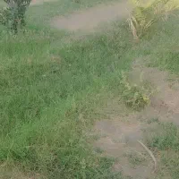 100 تا درخت دوساله خرما و 10تا درخت پرتقال نارنج