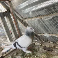 سوسنی دم سفید