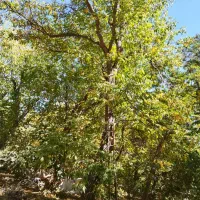 باغ-باهمه-امکانات-نزدیک-شهر