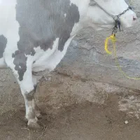 گاو سمینتال با گوساله نر سیمنتال