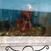 آکواریوم با تجهیزات|ماهی|شاهینشهر, شهرک ردانی پور|دیوار