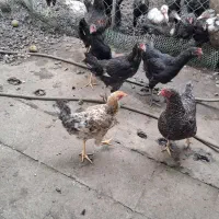 فروش مرغ تخمگذار و نیمچه خروس|حیوانات مزرعه|رضوانشهر, |دیوار