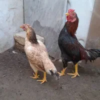 مرغ وخروس|پرنده|شهریار, رضی آباد بالا|دیوار