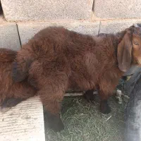 یک بز و دو بز غاله