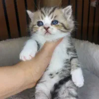 گربه بریتیش و اسکاتیش ماده