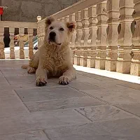 توله خراسانی پنج ماهه نر