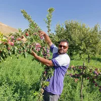 نهال های گلابی زرد سبز قرمز گلدانی آماده کاشت|خدمات باغبانی و درختکاری|یزد, |دیوار