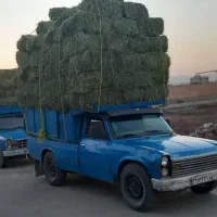 خرید و فروش گاو و گوساله|حیوانات مزرعه|تبریز, |دیوار