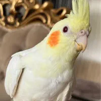 عروس هلندی لوتینو|پرنده|ارومیه, |دیوار