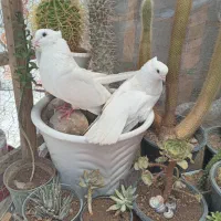 کبوتر سفید نر ماده
