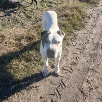 سگ داگو فروشی ۱۱ماه