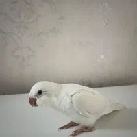 طوطی راهب(کواکر) سفید