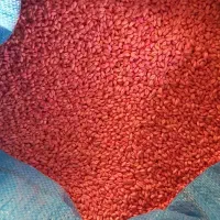 بذر گندم آبی|گل و گیاه طبیعی|الیگودرز, |دیوار