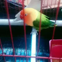 یک جفت طوطی کتوله سرتخم هست|پرنده|ایرانشهر, |دیوار