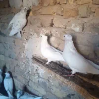 کبوتر رنگ پرش|پرنده|خنجین, |دیوار