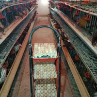 تخم مرغ محلی