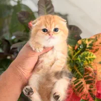 توله اسکاتیش