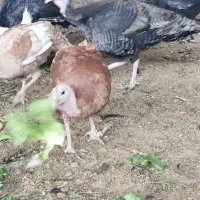 فروش مرغ .جوجه.بوقلمون.اردک شمالی