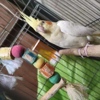 عروس هلندی ماده لوتینو