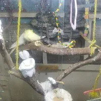 عروس وقفس|پرنده|خرمشهر, |دیوار