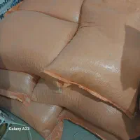 لوبیا چیتی زنجان