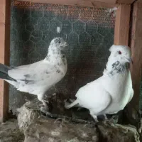 کبوتر|پرنده|محمدشهر, محمدشهر|دیوار