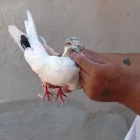 کبوتر هوایی|پرنده|سمنان, |دیوار