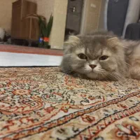 واگذاری گربه بریتیش لانگ هیر|گربه|تهران, ازگل|دیوار